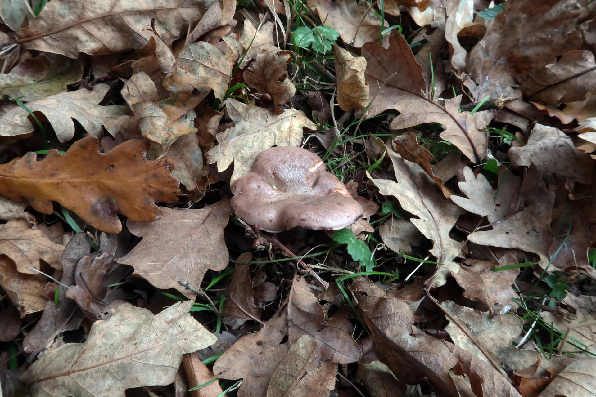 Lactarius uvidus - 1
